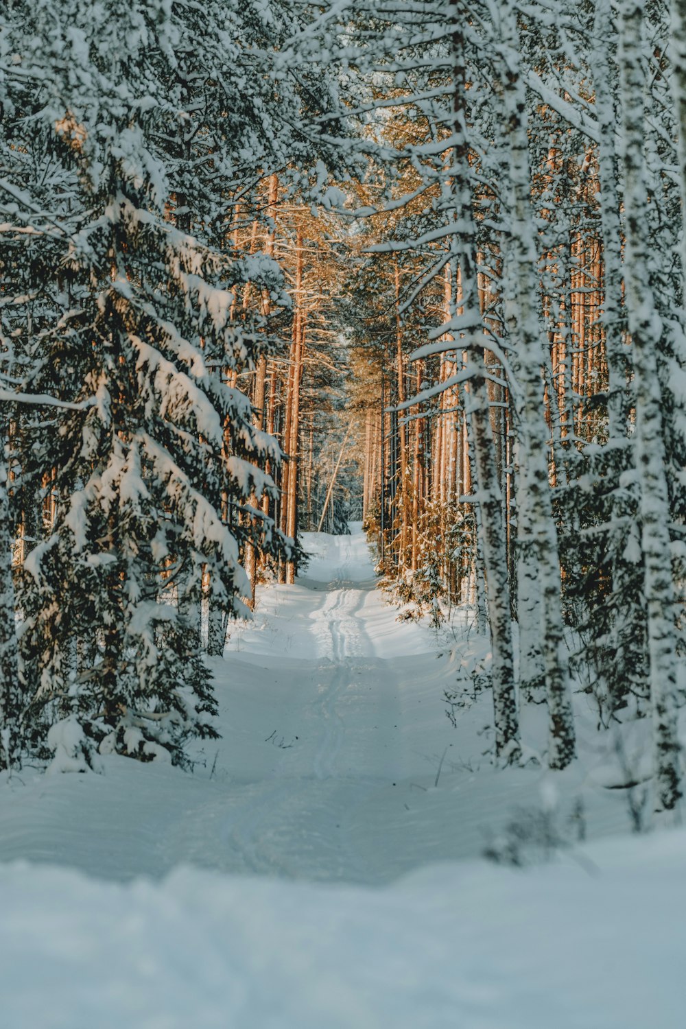 木々が生い茂る雪の森を抜ける小道