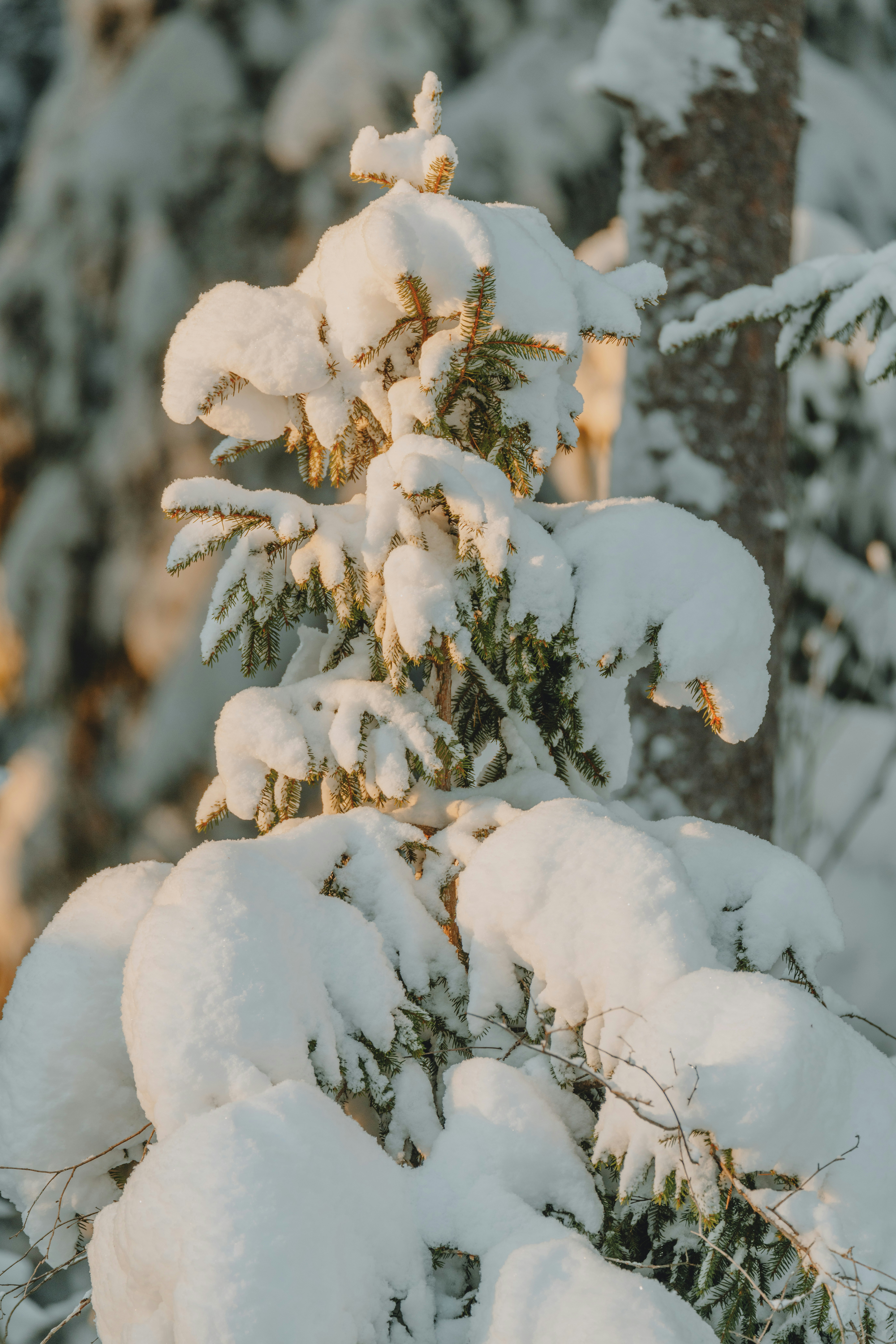 Photo by anitaaustvika