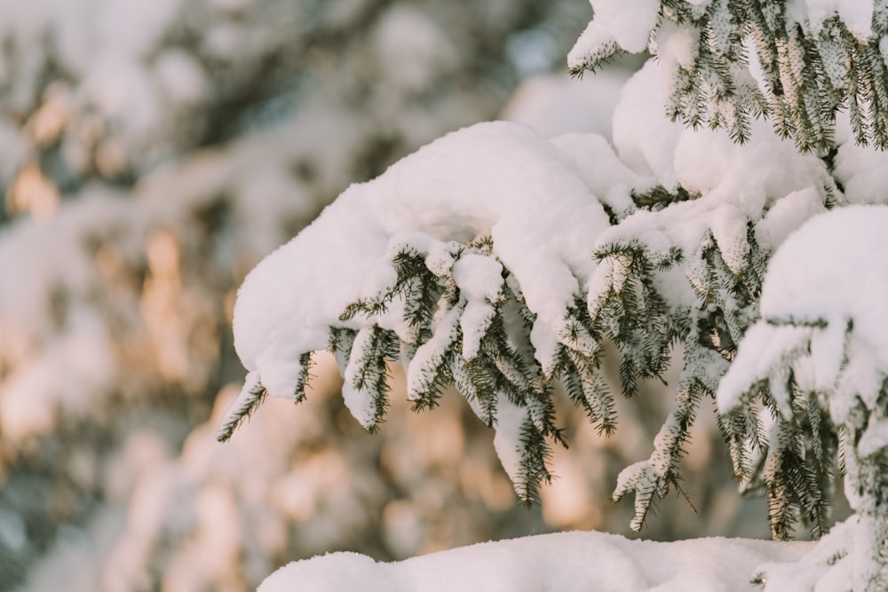 a pine tree covered in snow in a forest