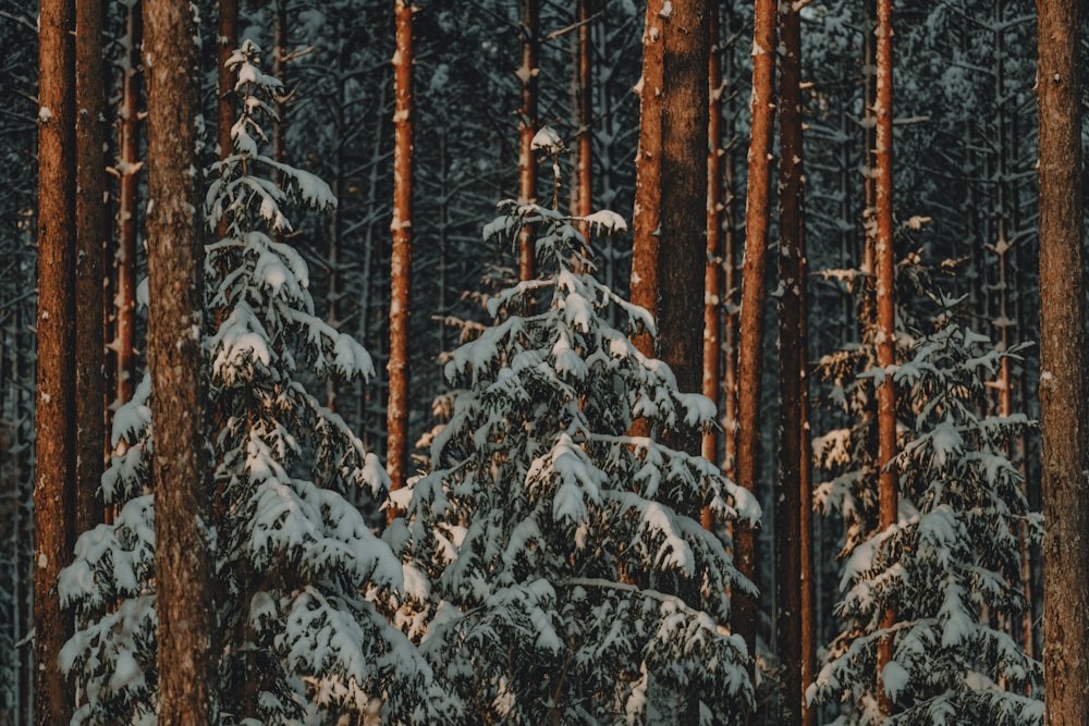 a forest filled with lots of snow covered trees