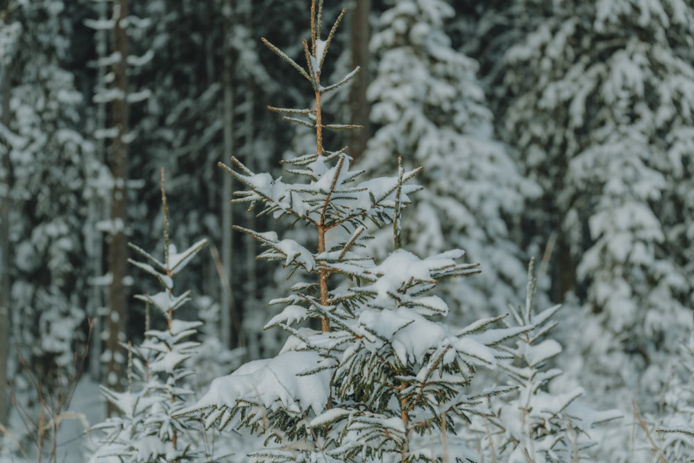 a pine tree covered in snow in a forest