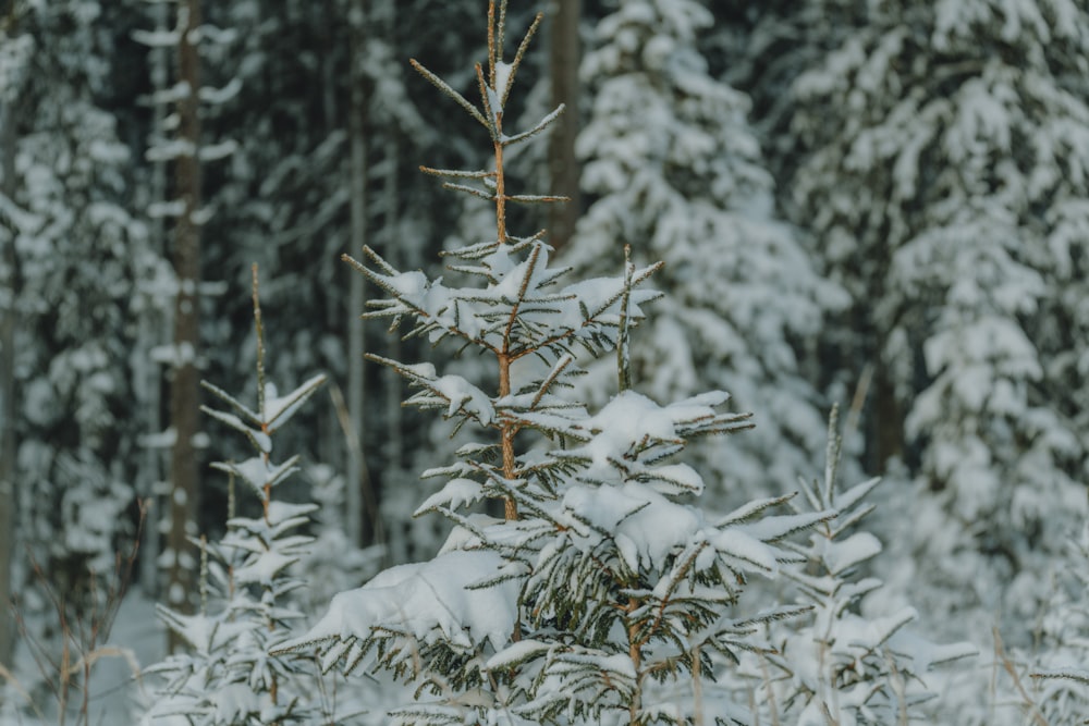 um pinheiro coberto de neve em uma floresta