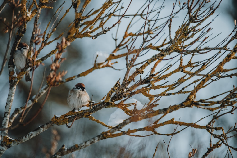 a couple of birds sitting on top of a tree branch