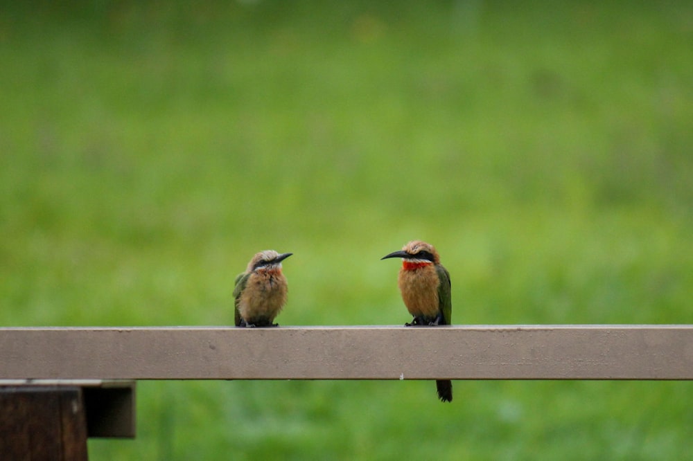 un par de pájaros sentados encima de un banco de madera