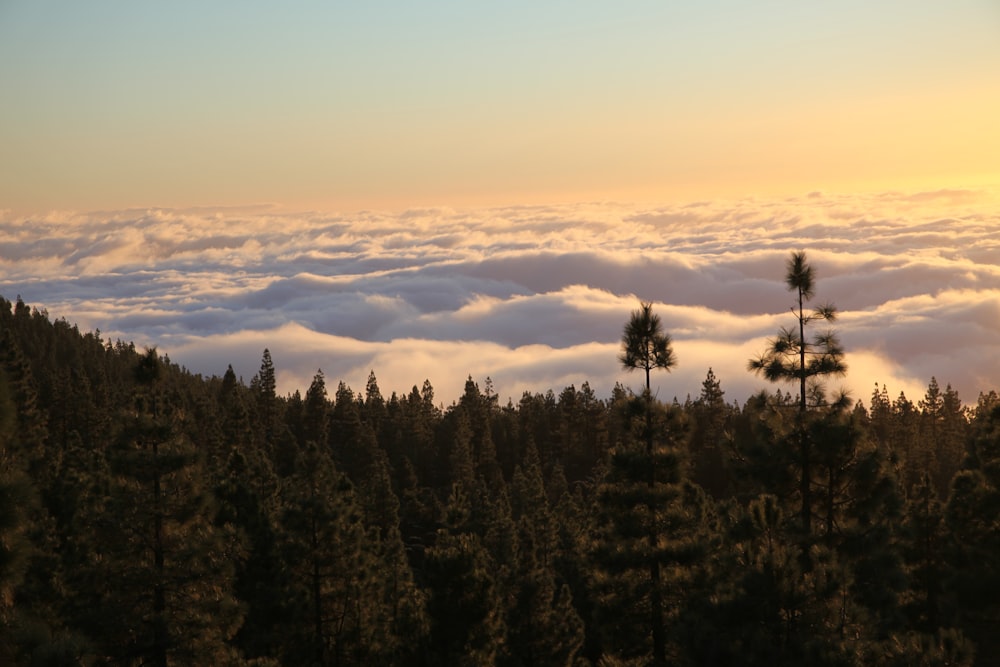 the sun is setting over the clouds and trees