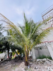 A tall palm tree stands prominently in the foreground, with a brick building partially visible behind it. The surrounding area appears to be under construction or neglected, with piles of dirt and debris scattered on the ground. The sky above is cloudy, and there are other palm trees in the background.
