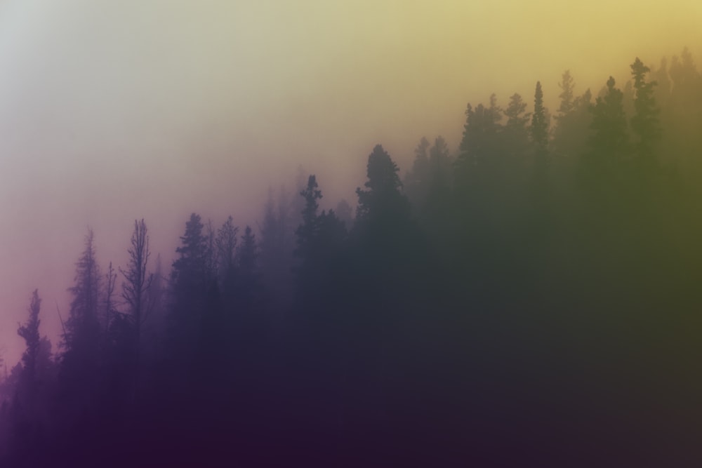 a foggy forest filled with lots of trees