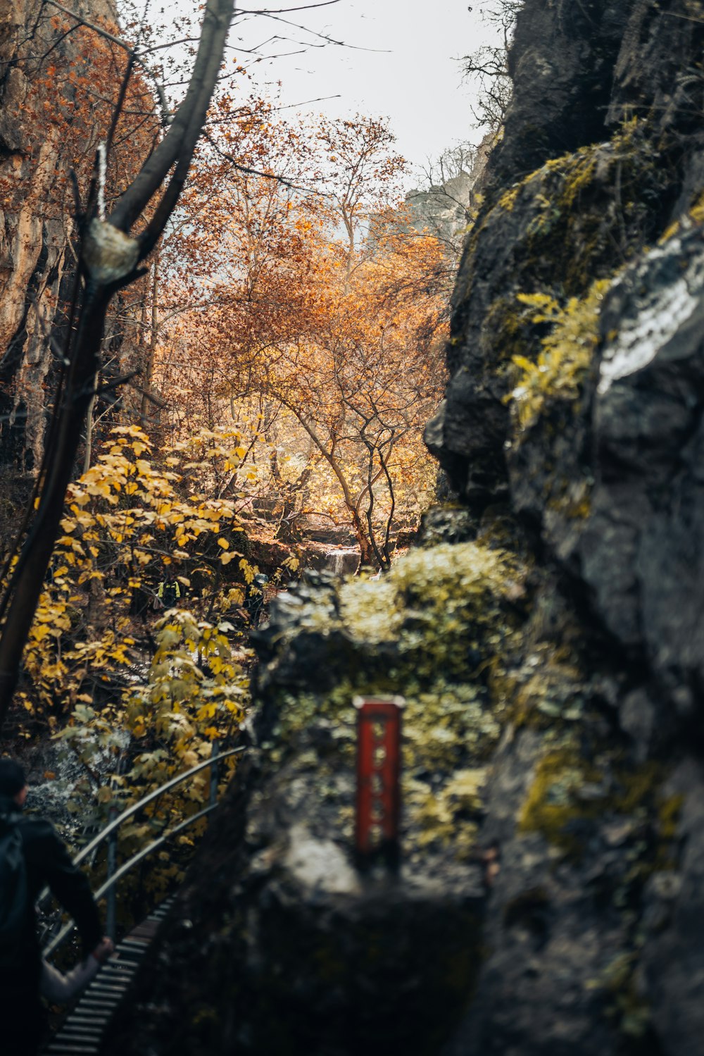 a person walking up a set of stairs in the woods