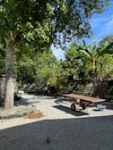 A lush, green backyard surrounded by a variety of trees and plants, including banana trees and other dense foliage. There is a gravel-covered ground with a stone-bordered plant bed on the left. In the center, a cart with two wheels is positioned, possibly for gardening or transporting goods. The shadows cast by the trees and cart indicate that it is sunny.