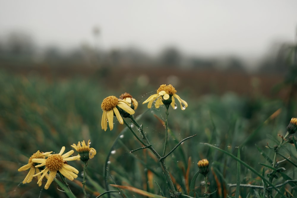 a field with yellow flowers in the foreground