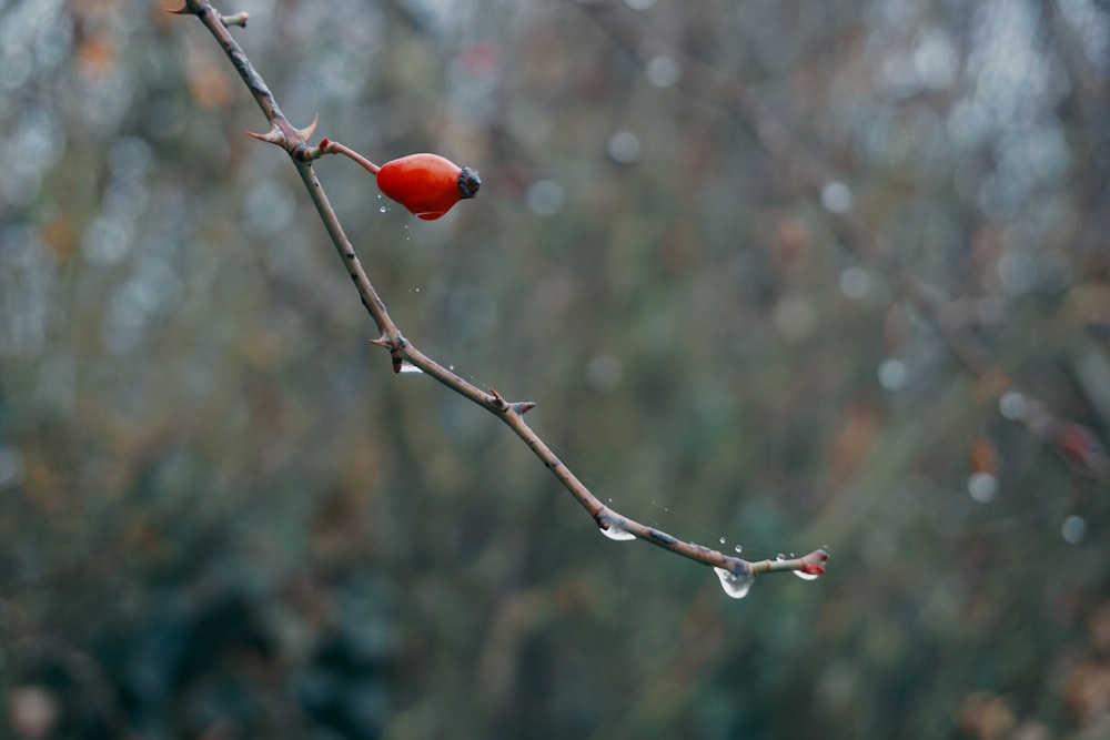 a branch with water drops on it and a red ball hanging from it