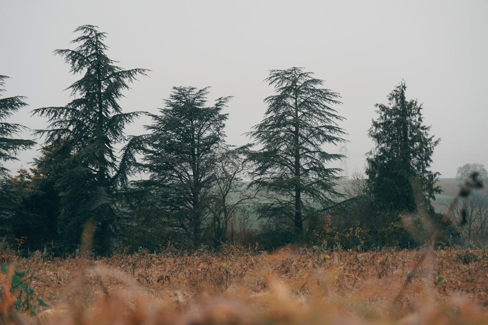 a field with tall trees in the background