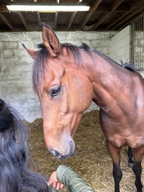 A brown horse stands indoors on a bed of straw, with a person extending a hand towards it. The horse's head is turned towards the viewer, and its expression is calm. The background includes stone walls and a wooden ceiling.