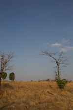 Local farmers planting native shrubs under a clear blue sky in southern Mongolia's dryland