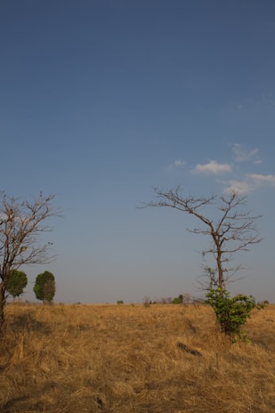 Local farmers planting native shrubs under a clear blue sky in southern Mongolia's dryland