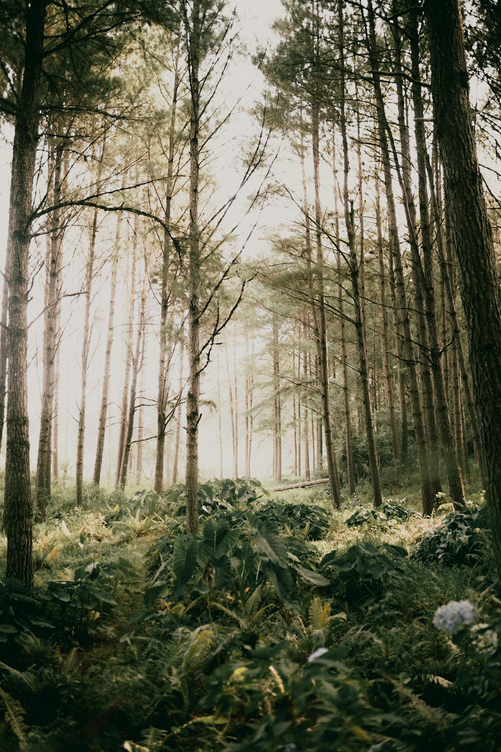 a forest filled with lots of tall trees