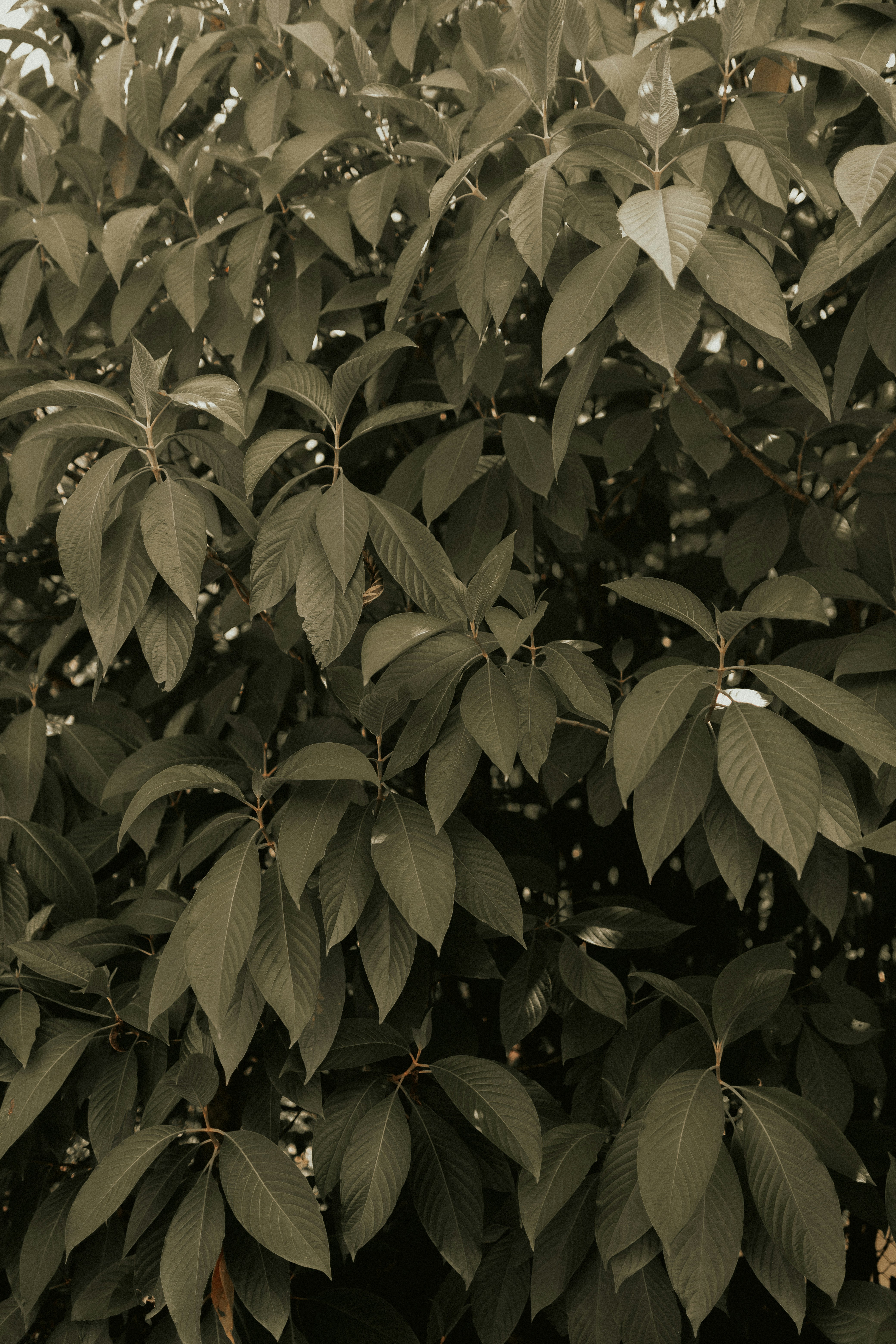 Photo by alexandermassph