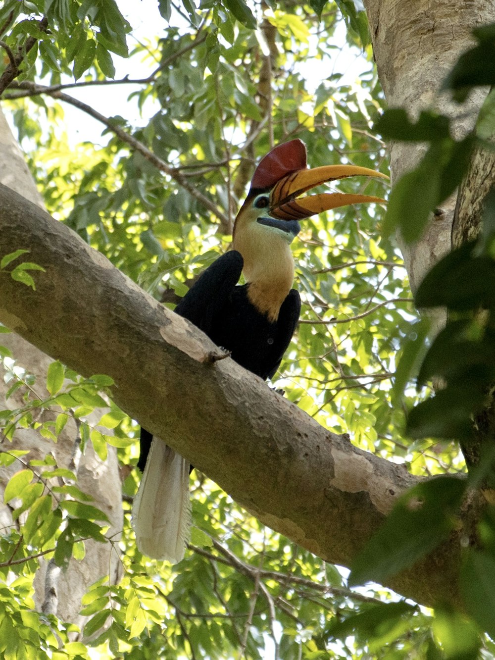 a bird with a colorful beak sitting on a tree branch