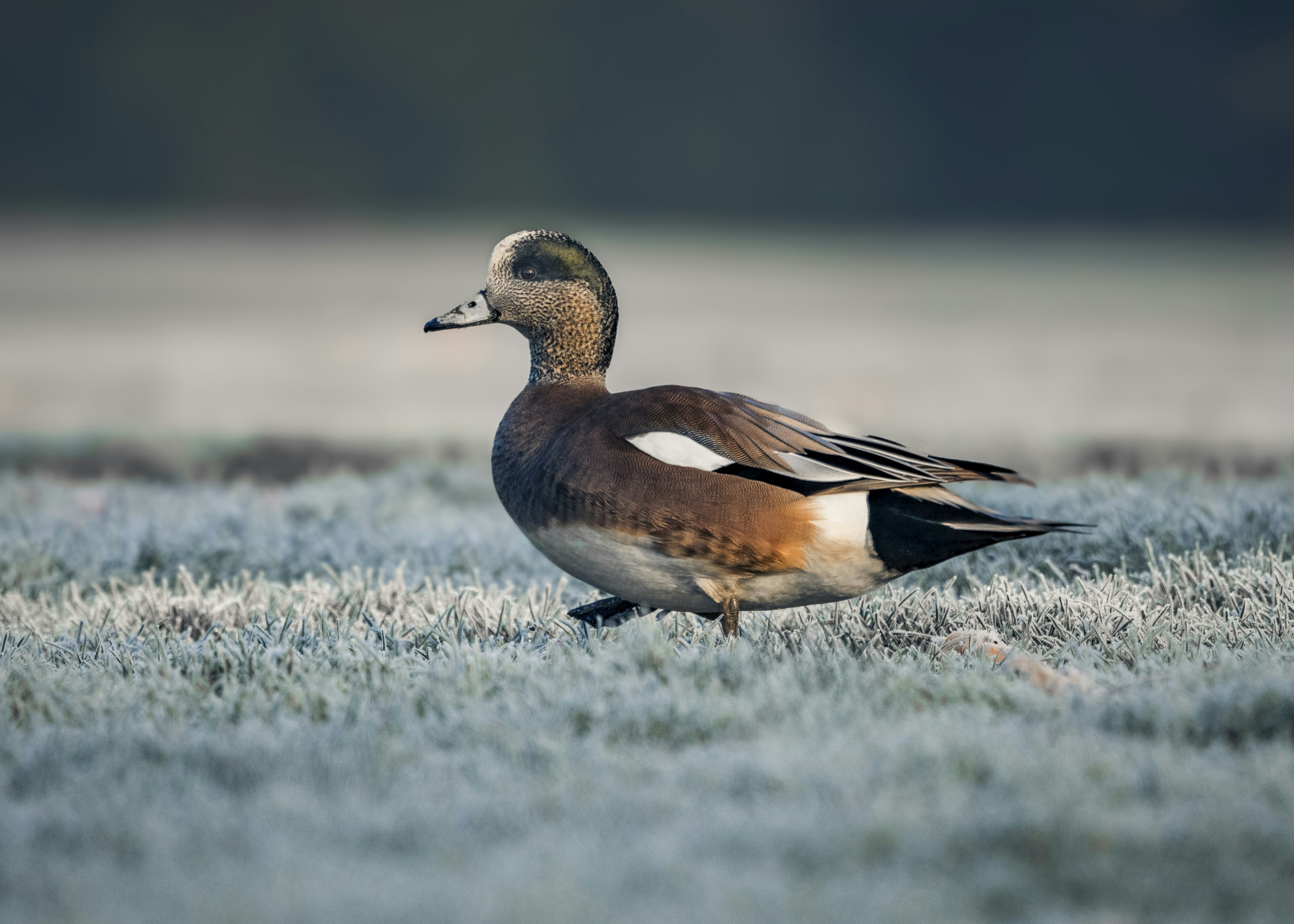 a duck standing in the middle of a frosty field