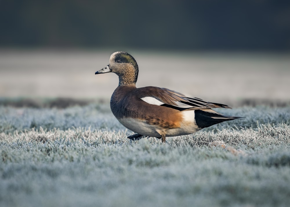 un canard debout au milieu d’un champ gelé