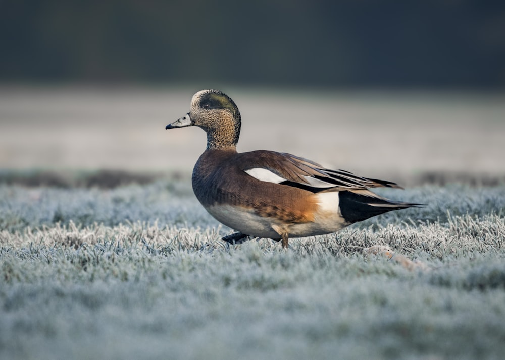 a duck standing in the middle of a frosty field