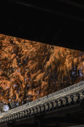 A traditional architectural roof with intricate tile detailing is visible beneath a backdrop of autumn trees with orange foliage.