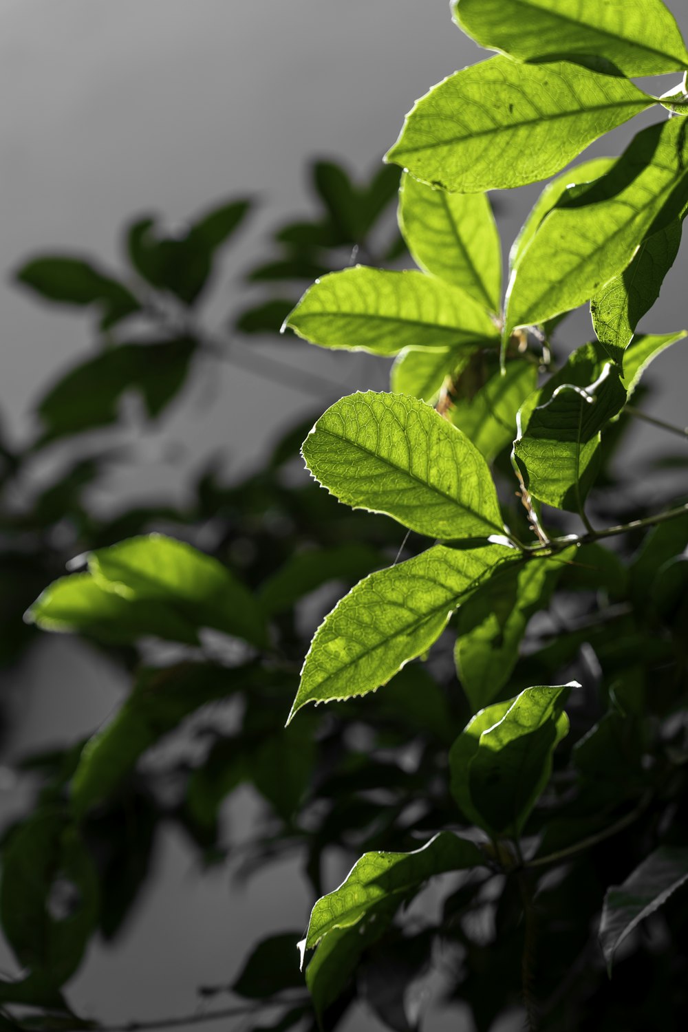 a close up of a leafy tree with water in the background