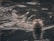 An otter is swimming in the water with its head above the surface, surrounded by ripples and reflections.