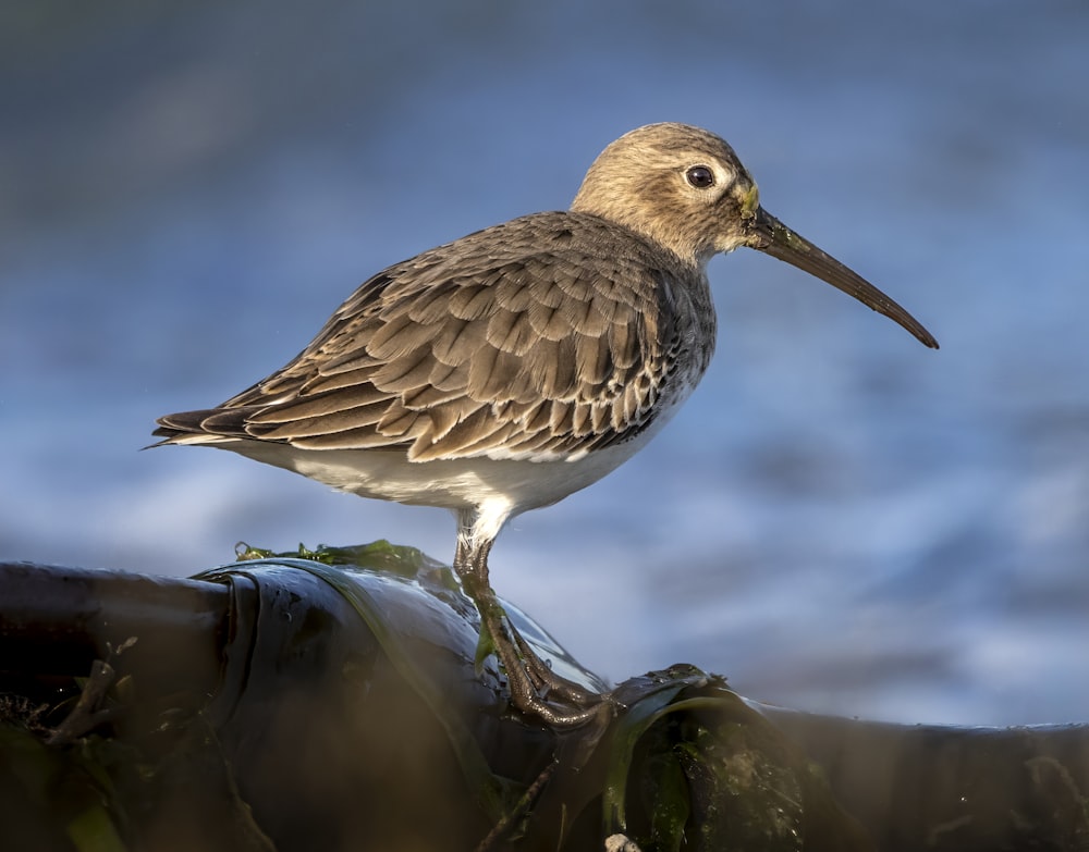 a bird is standing on a piece of wood