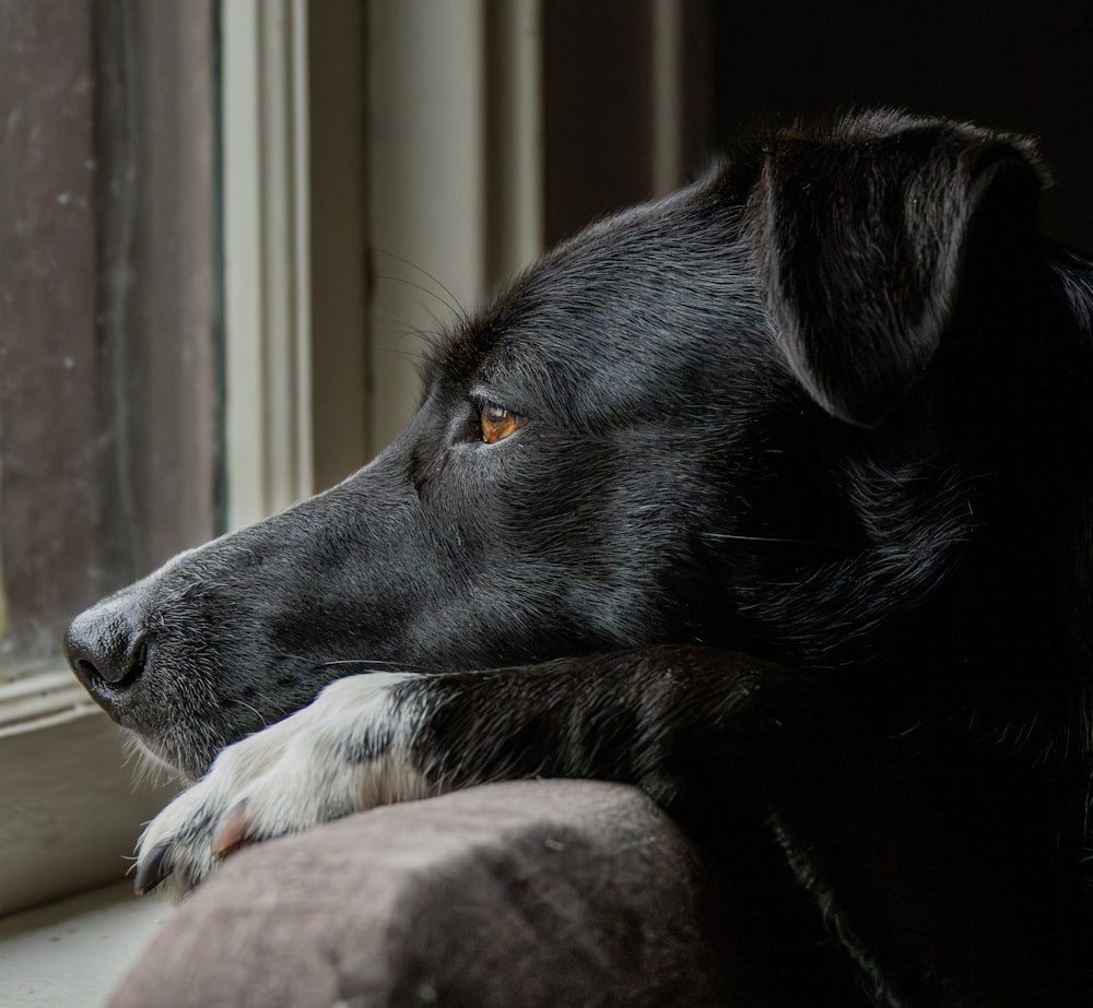 un gros plan d’un chien regardant par une fenêtre