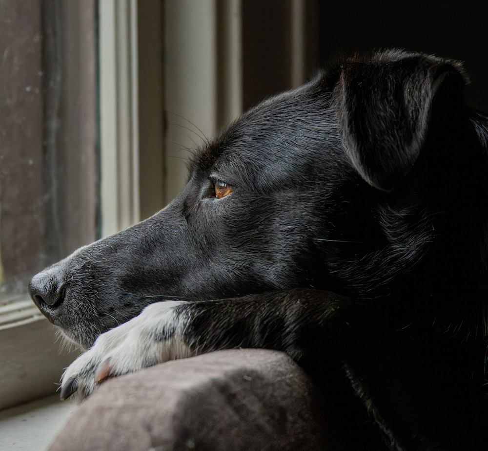 a close up of a dog looking out a window
