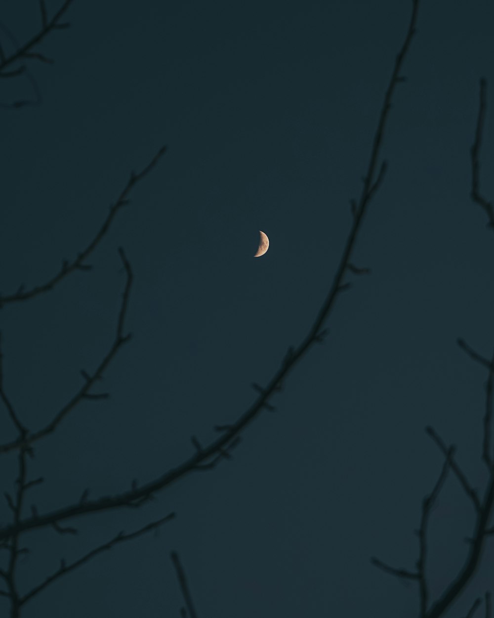 a half moon seen through the branches of a tree