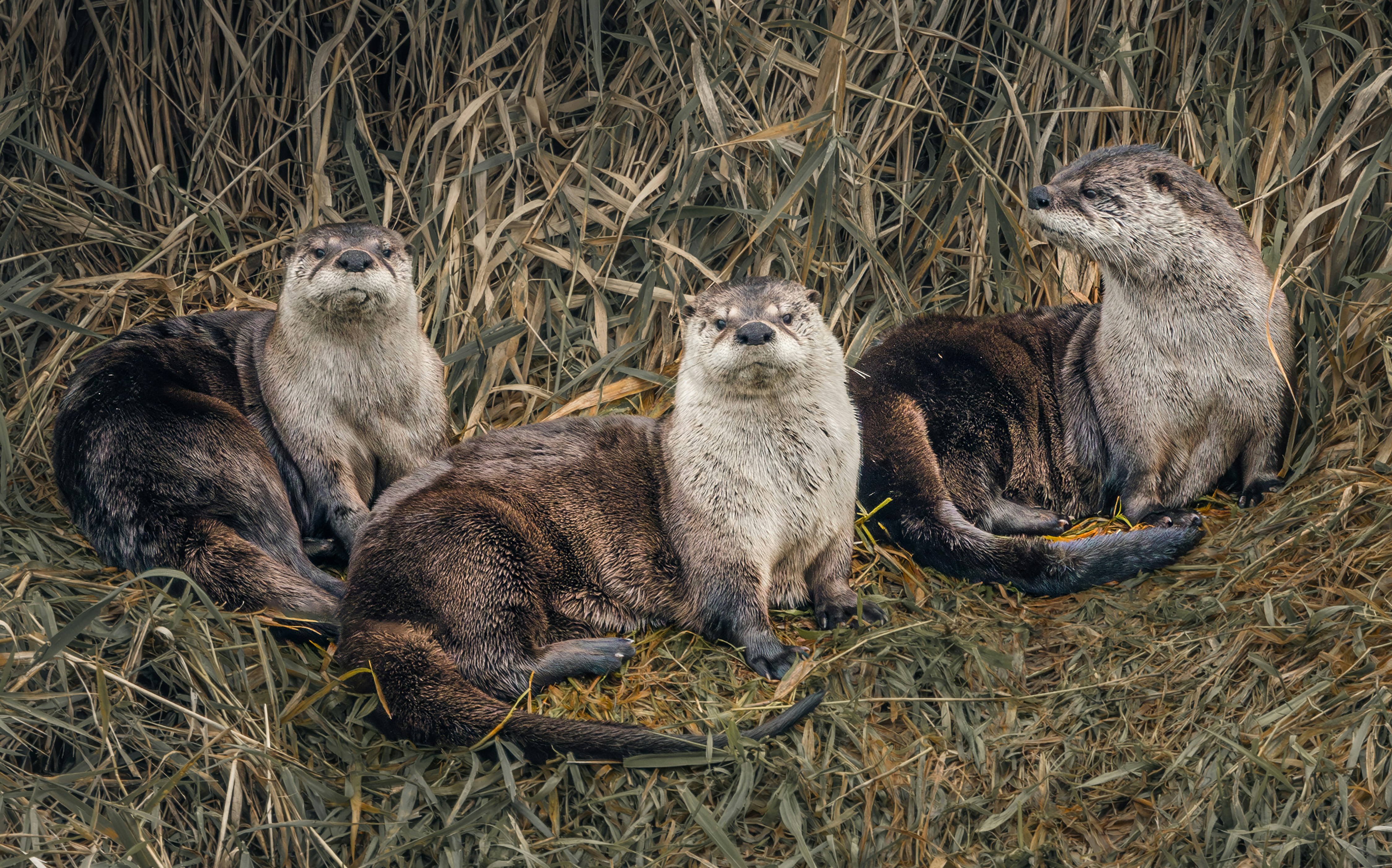 Otter vs Fireflies vs Grain 2027: Which AI Meeting Tool Wins?