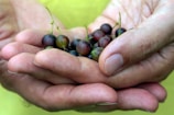 Hands gently holding a handful of mixed dried fruits against a leafy background.