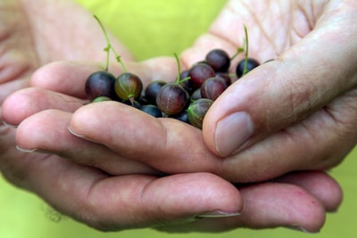 Hands gently holding organic fruits and herbs symbolizing wellness and cultural heritage.