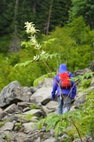 A person wearing a blue jacket and a red backpack is hiking on a rocky trail through a lush green forest. In the foreground, there is a flowering plant with white blossoms and bright green leaves.