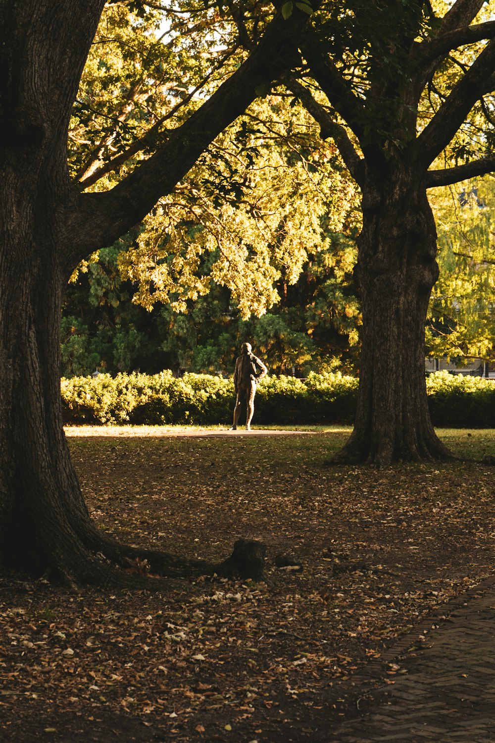 a person walking through a park next to trees