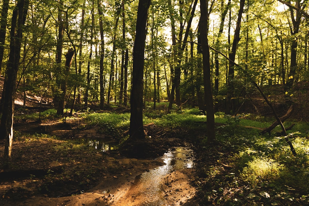 a stream running through a forest filled with trees