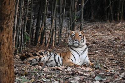 A tiger leisurely rests on the forest floor, surrounded by bamboo and fallen leaves. Its sharp gaze is directed toward the camera, showcasing its majestic presence in the natural habitat.