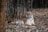 A stunning view of a tiger resting in the lush green Ranthambore National Park.