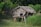 A rustic wooden hut elevated on stilts, constructed with bamboo and thatched roofing, set amidst lush greenery and wild grass. A bamboo fence is visible in the background, blending into the dense forest area.
