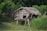 A rustic wooden hut elevated on stilts, constructed with bamboo and thatched roofing, set amidst lush greenery and wild grass. A bamboo fence is visible in the background, blending into the dense forest area.