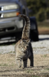 A tabby cat with a bushy tail walks across a patch of dry grass. Its fur shows distinct stripes and it appears focused, possibly on something in the distance. Behind the cat, part of a silver vehicle is visible.