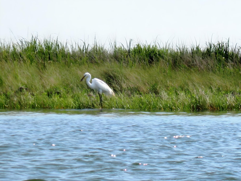 a large white bird standing on top of a body of water