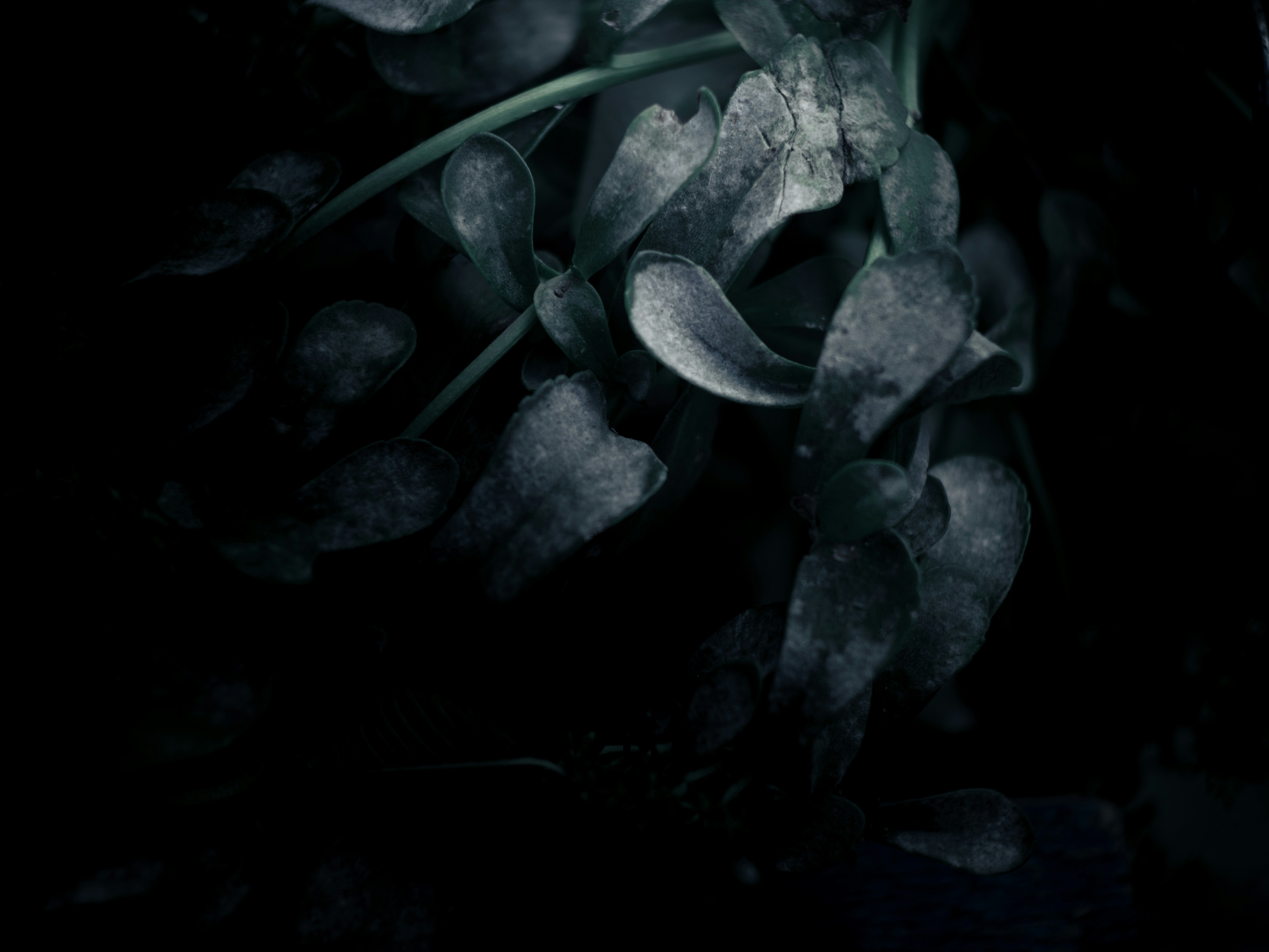 a close up of a plant with leaves