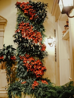 A cozy corner of the nursery showcasing festive plants with red and cream tones
