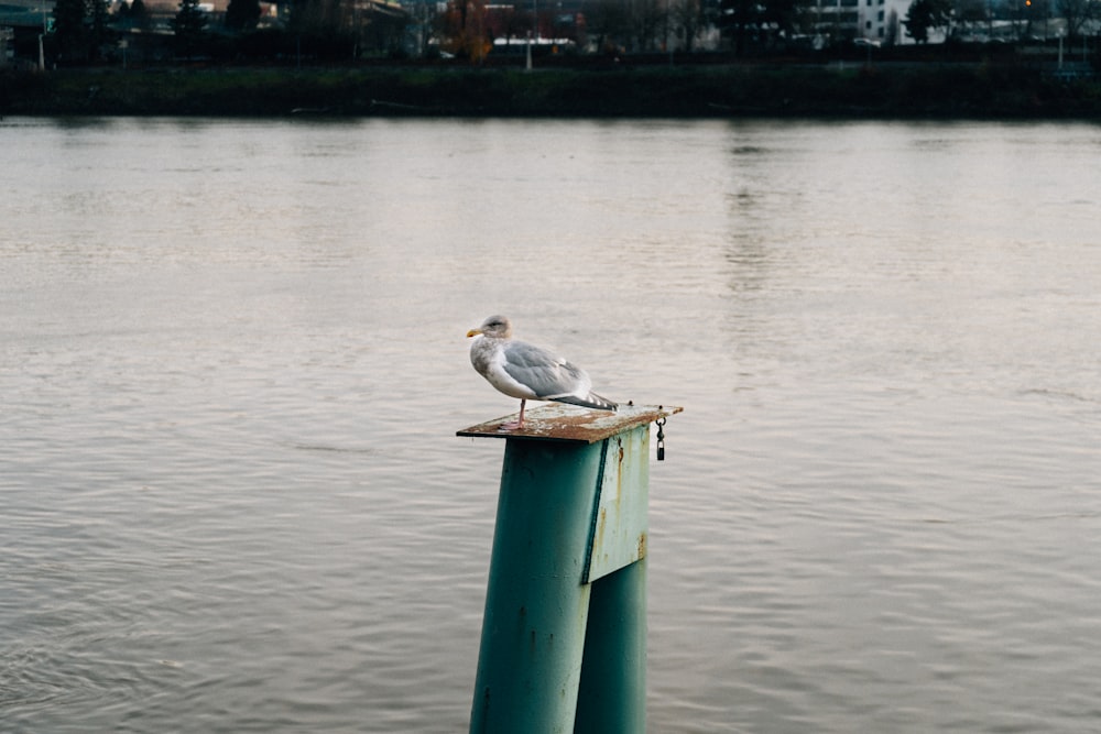 a seagull sitting on a post in the water