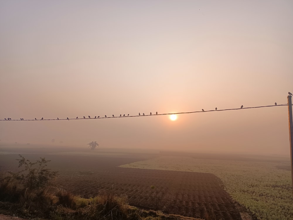 a flock of birds sitting on a wire in the fog
