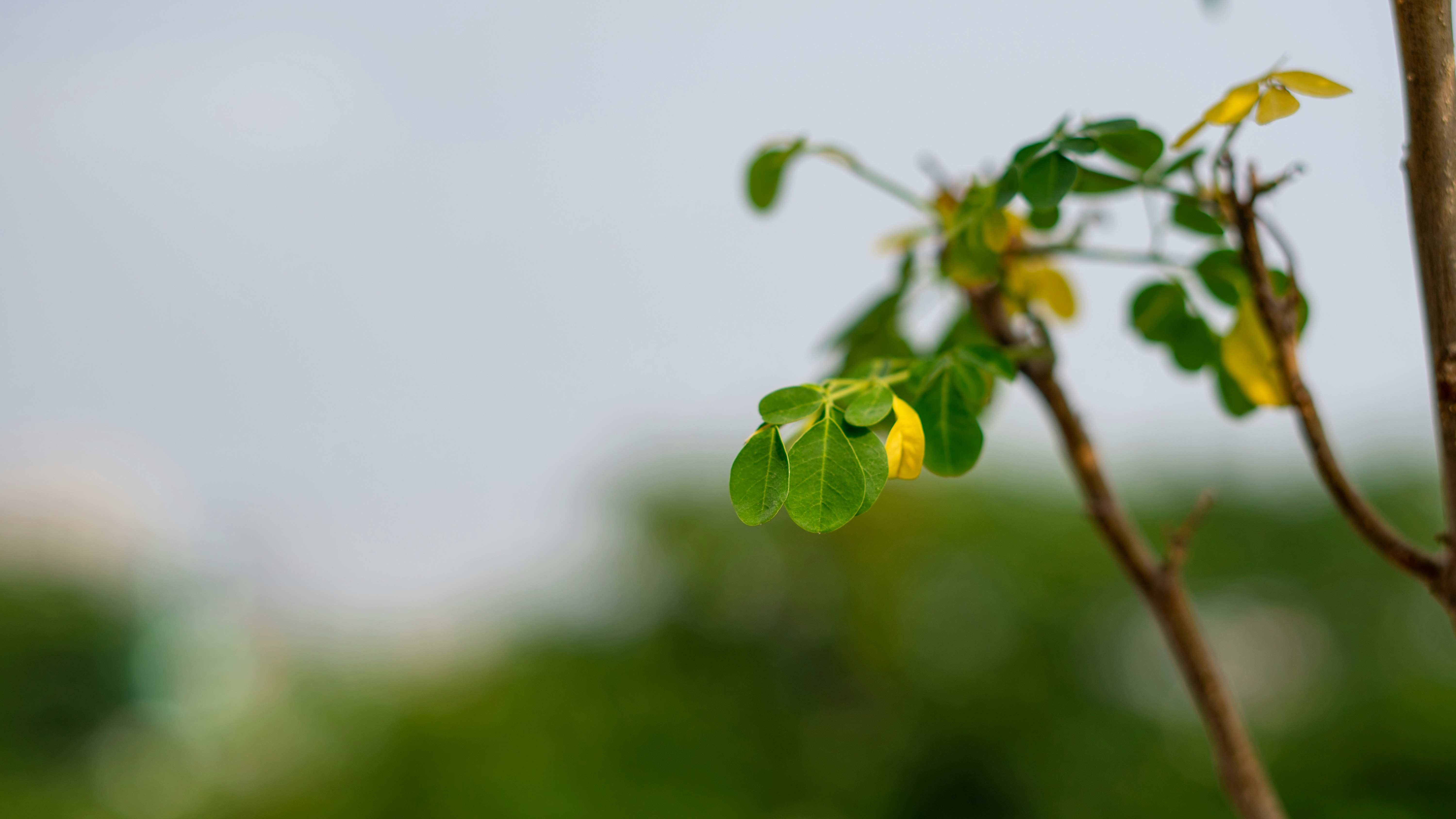 Photo by divarakasiwi