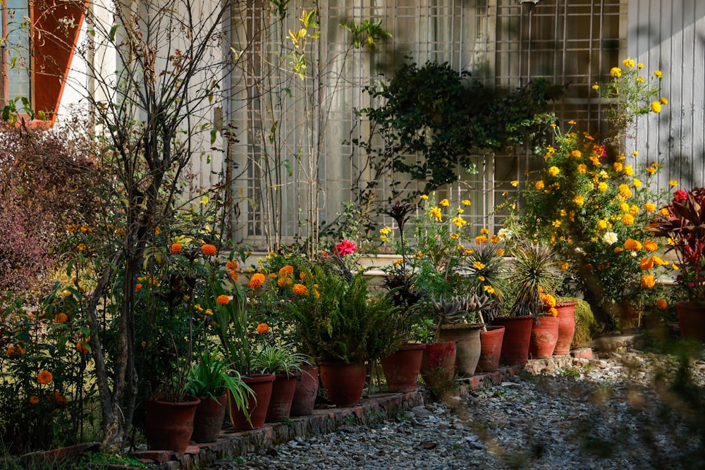 a number of potted plants near one another